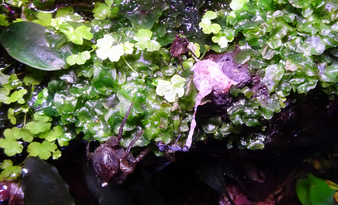 P. abdominalis 1