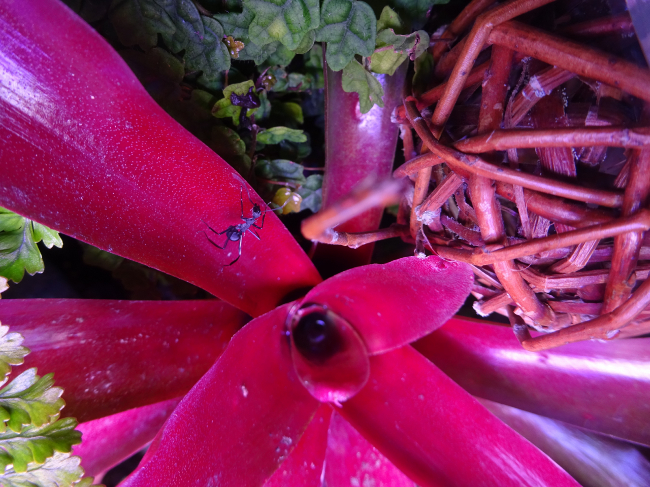 P. abdominalis