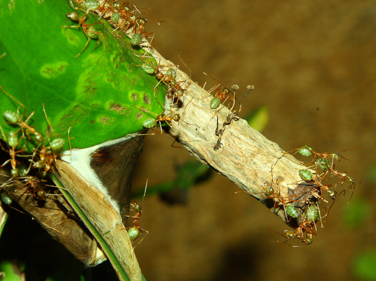 Oecophylla smaragdina Blätternest _1