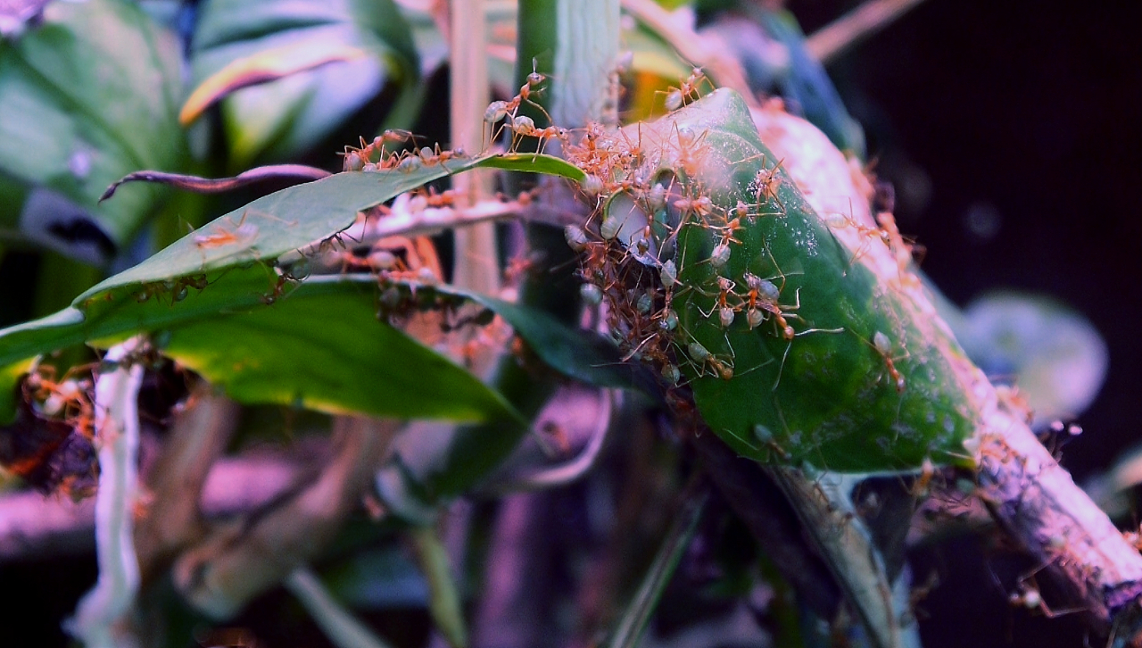 Oecophylla smaragdina Blätternest _5