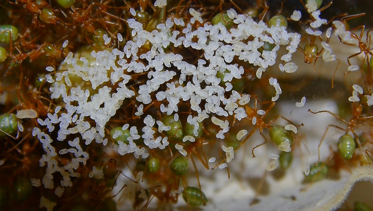 Oecophylla smaragdina Gelege