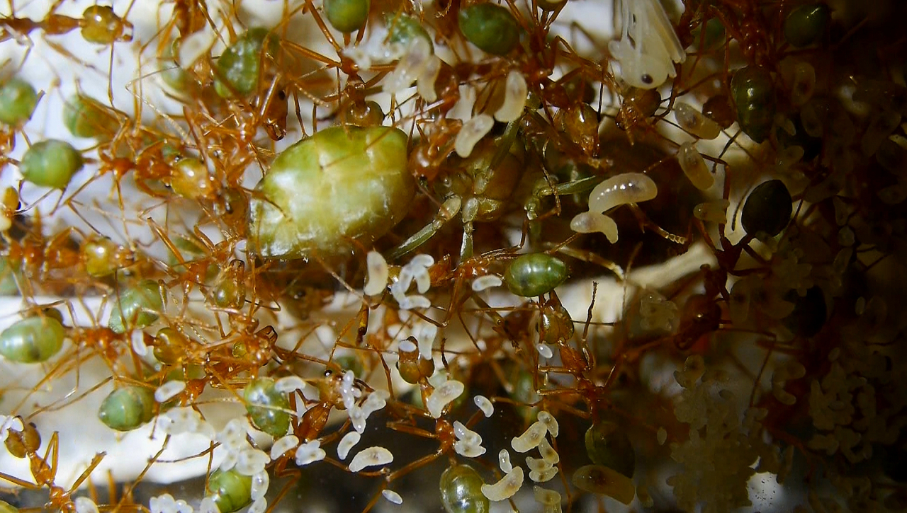 Oecophylla smaragdina Königin mif Pflegeameisen_1
