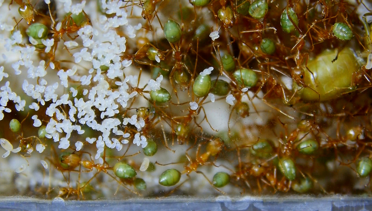 Oecophylla smaragdina Königin mit Brut_1