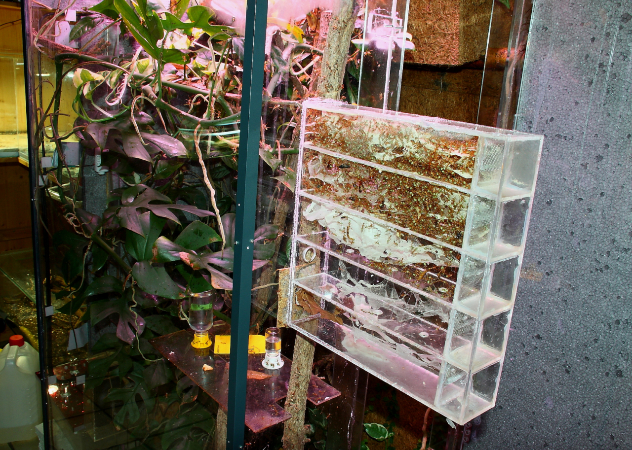 Oecophylla smaragdina Nestbox_1