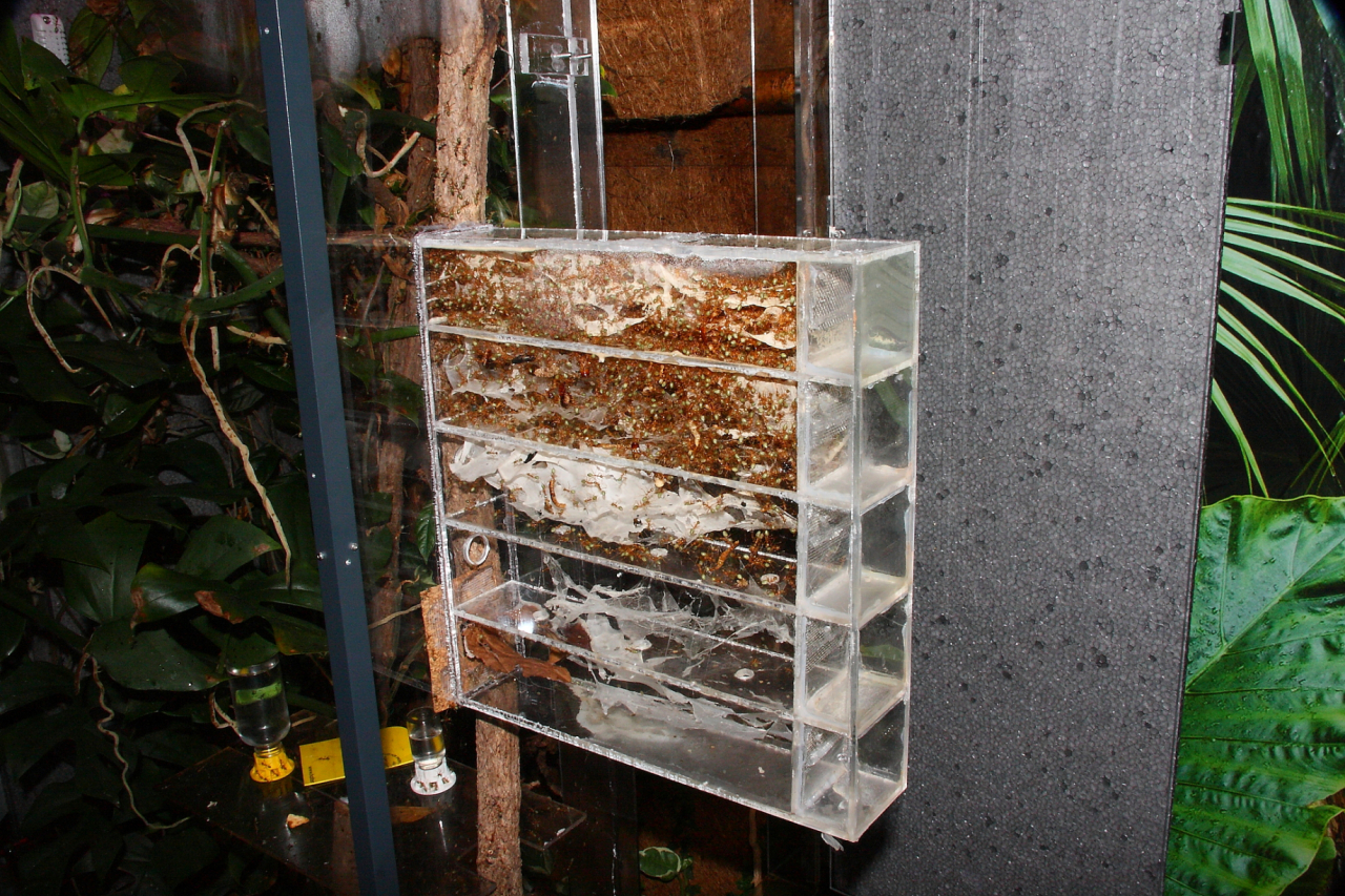 Oecophylla smaragdina Nestbox_2
