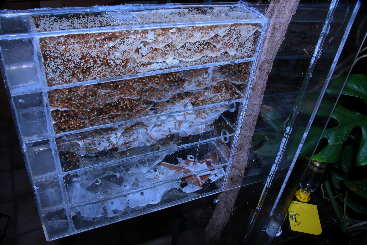 Oecophylla smaragdina Nestbox_3