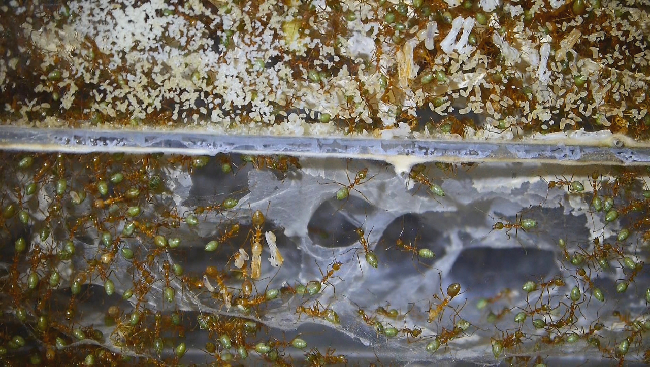 Oecophylla smaragdina Larven_3