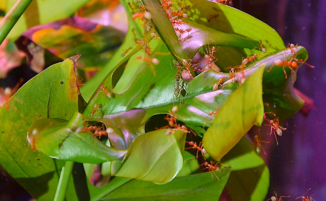 Oecophylla smaragdina Blattnestbau_1