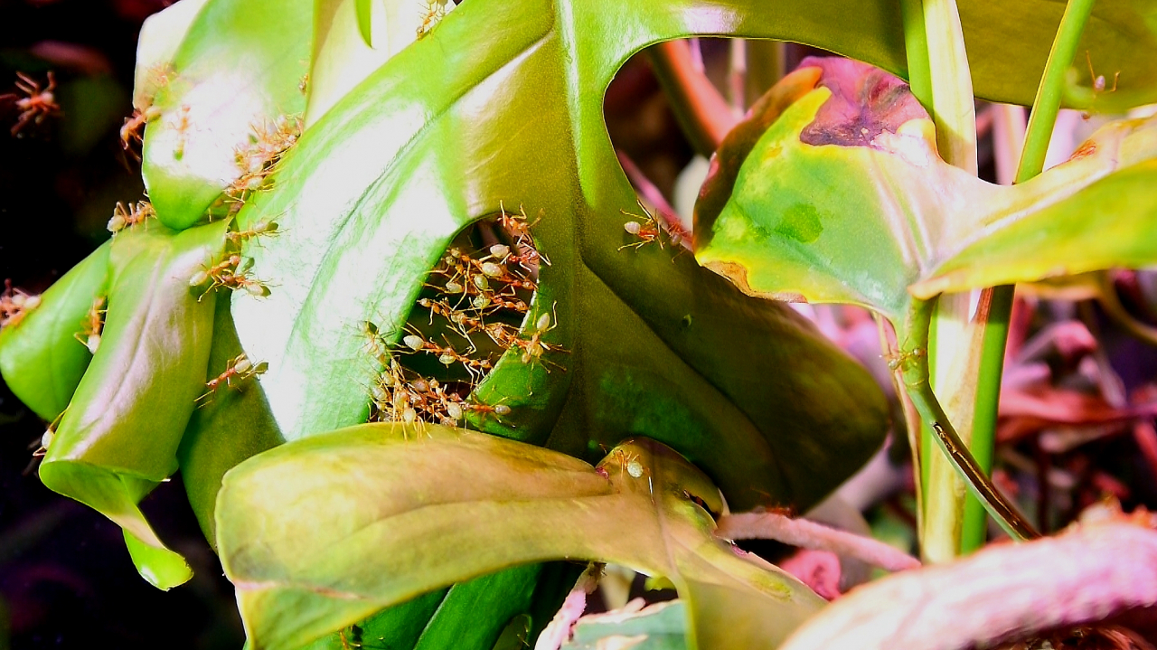 Oecophylla smaragdina Blattnestbau_3
