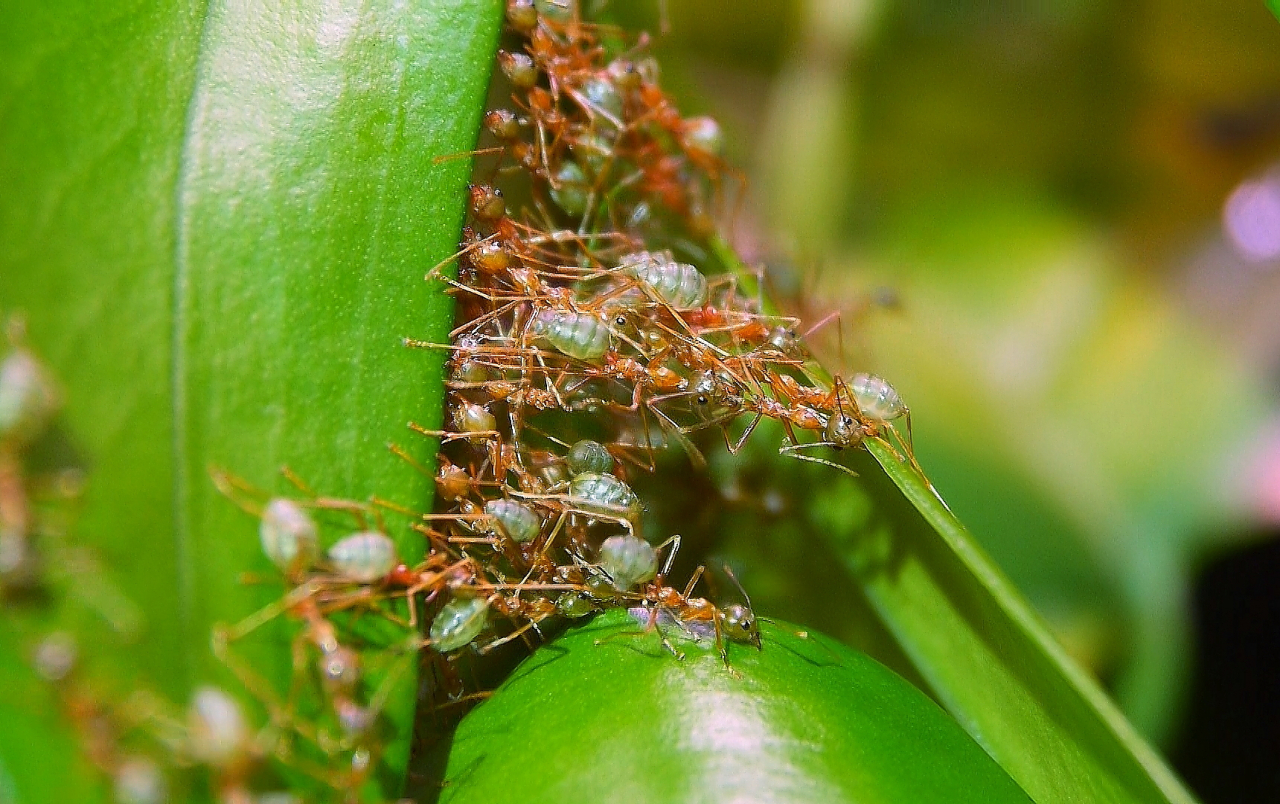 Oecophylla smaragdina Blattnestbau_4