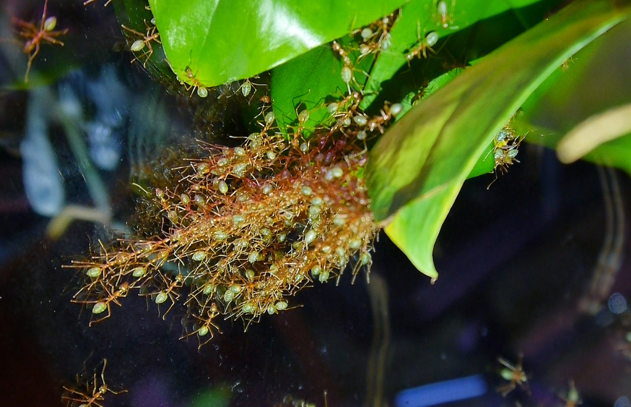 Oecophylla smaragdina Teamwork_1