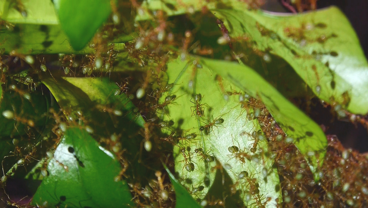 Oecophylla smaragdina Teamwork_4