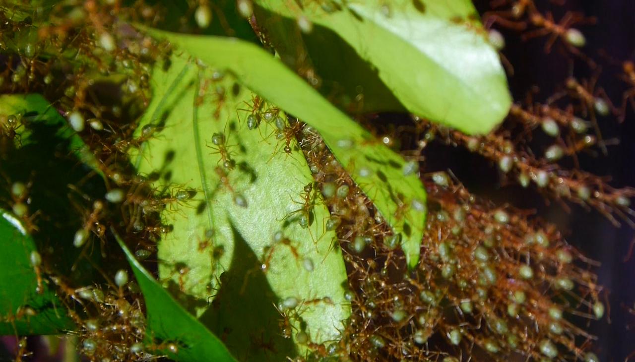 Oecophylla smaragdina Teamwork_5