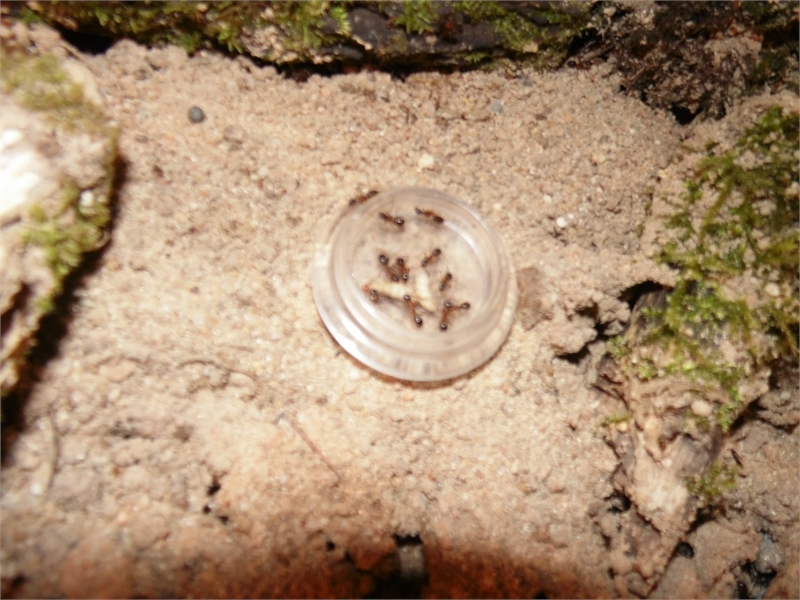 Camponotus atriceps Arena