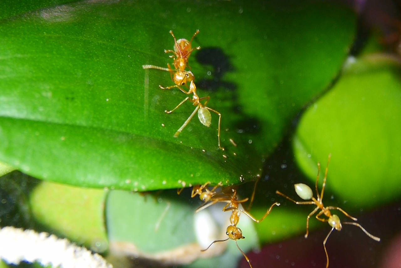Oecophylla smaragdina  Arbeiterin wird getragen_3
