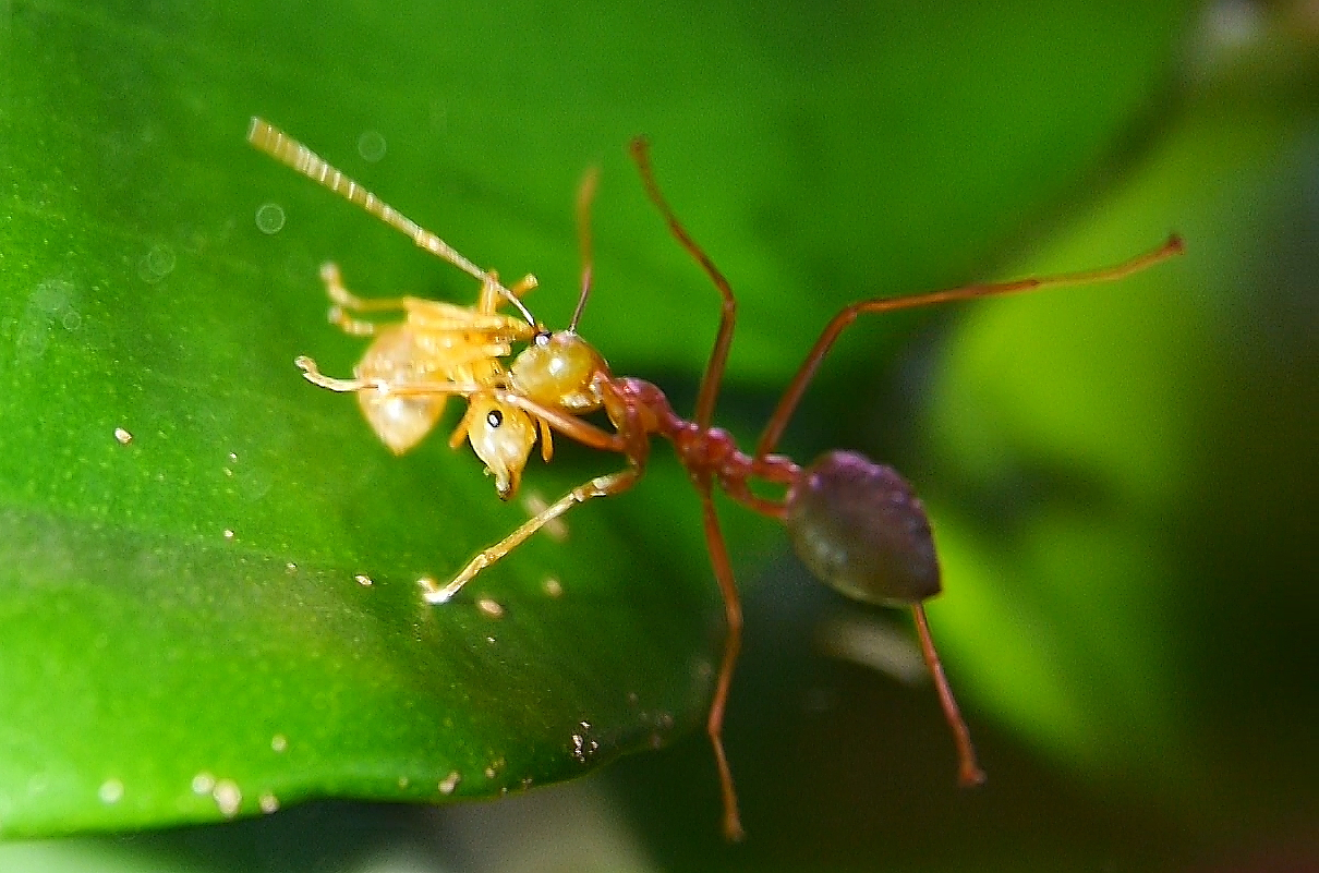 Oecophylla smaragdina  Arbeiterin wird getragen_7