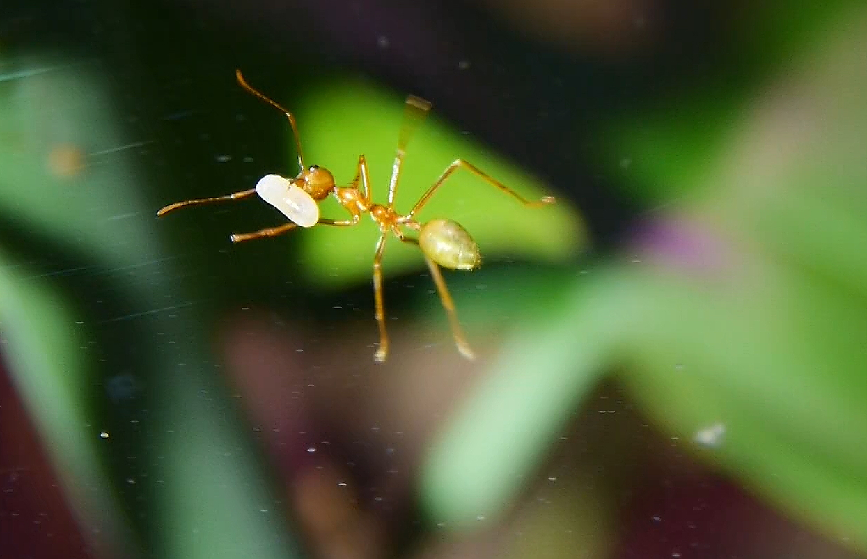 Oecophylla smaragdina  Larve wird getragen_1