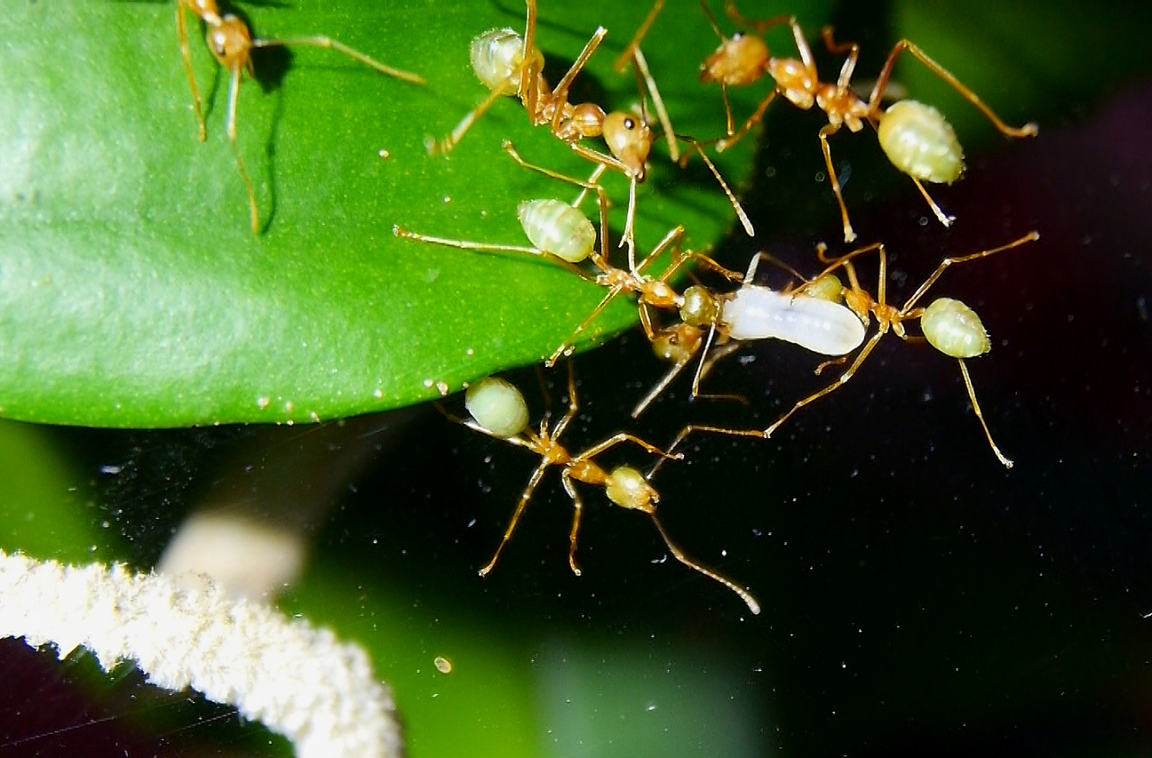 Oecophylla smaragdina  Larve wird getragen_2