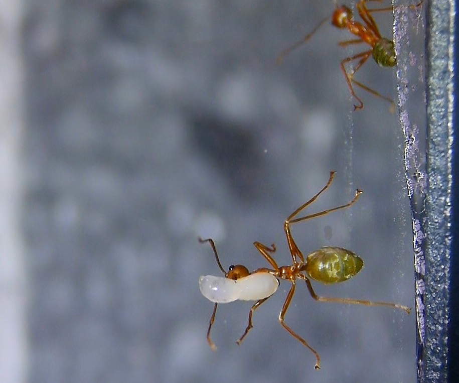 Oecophylla smaragdina  Larve wird getragen_3