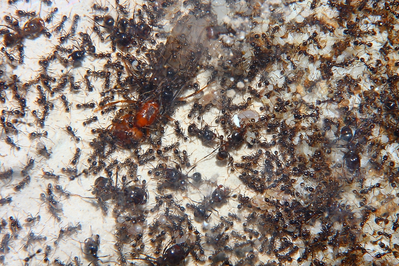 Carebara diversa  1