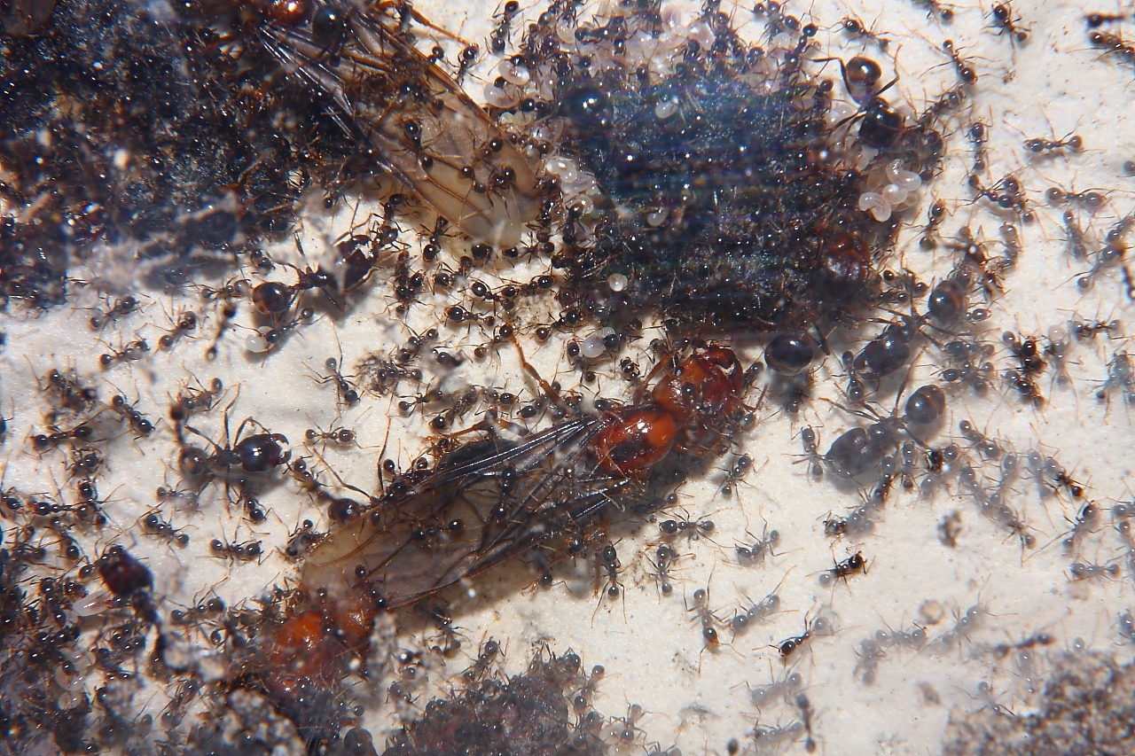 Carebara diversa  3