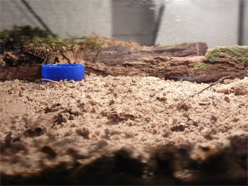 Camponotus atriceps Arena