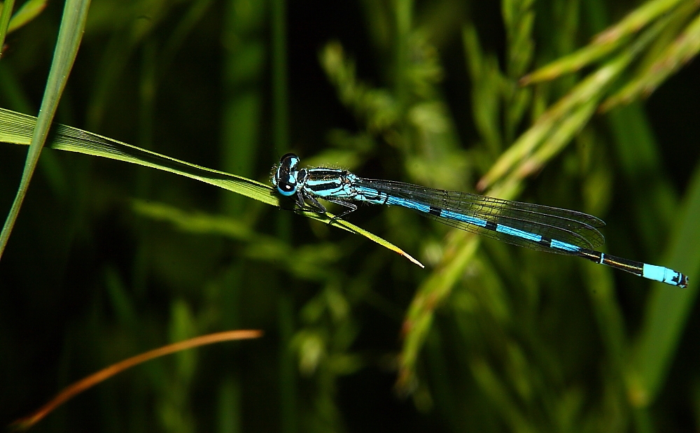 Insekten  2