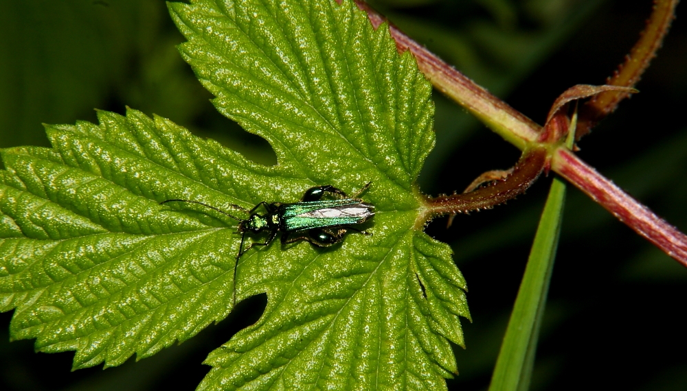 Insekten  10