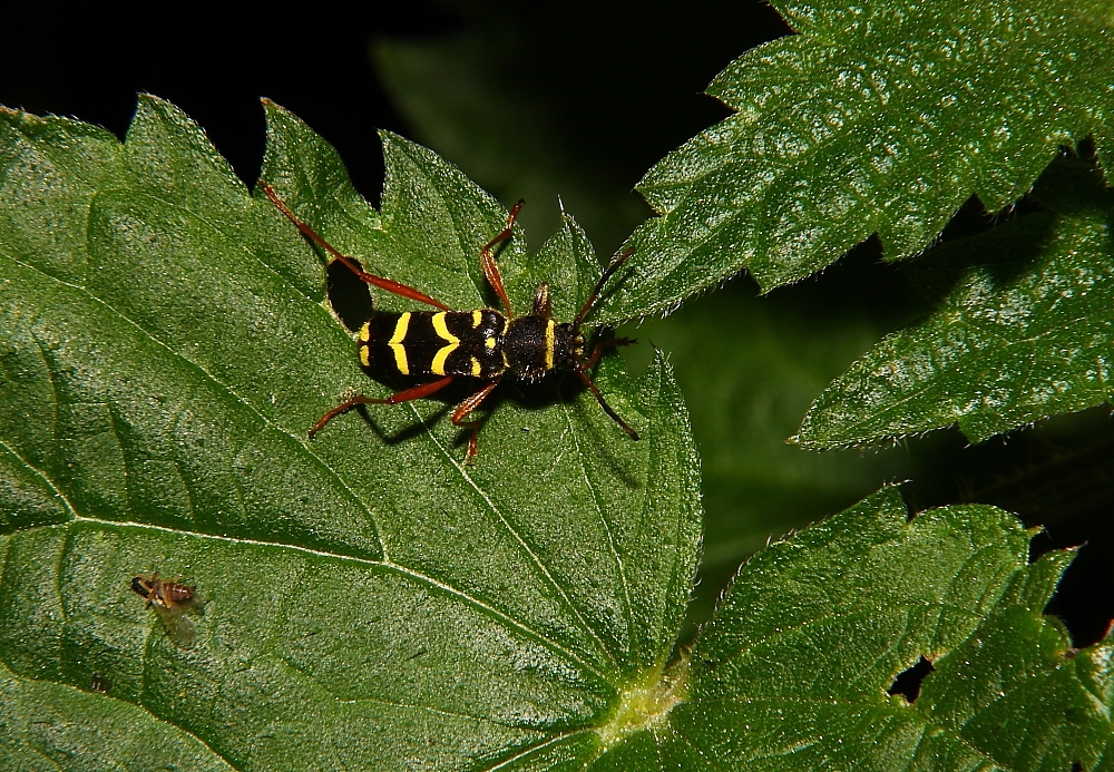 Insekten  21