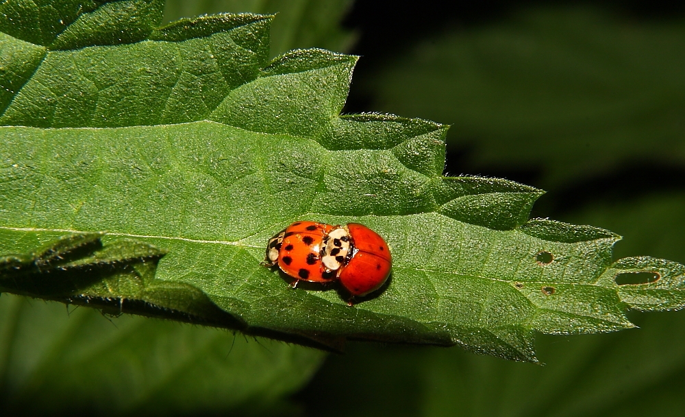 Insekten  23