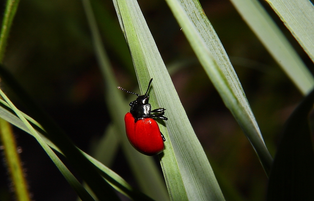 Insekten  11