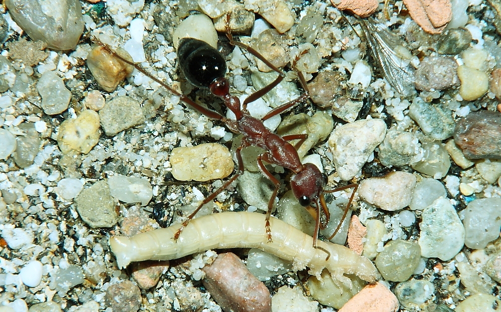 Myrmecia pavida mit Mehlkäferlarve 1