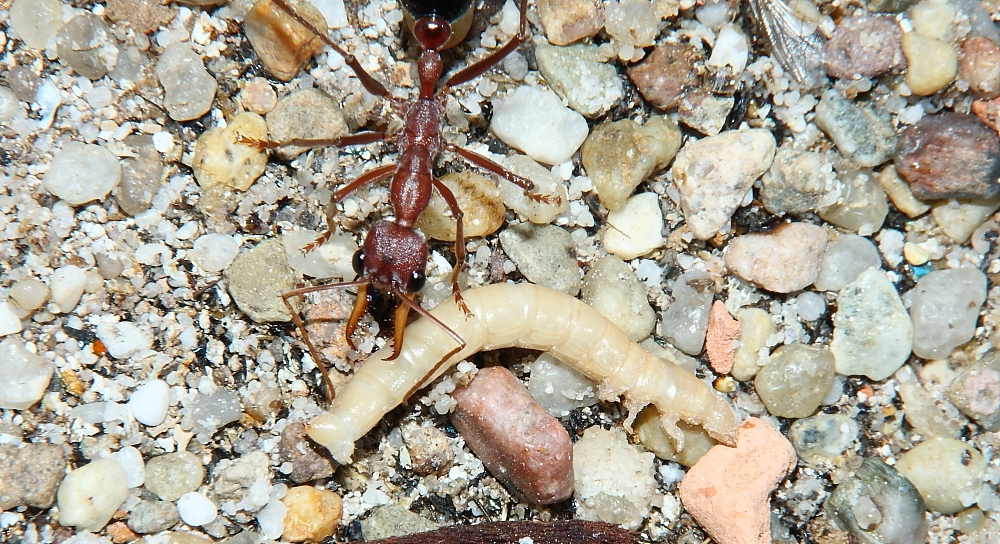 Myrmecia pavida mit Mehlkäferlarve 2