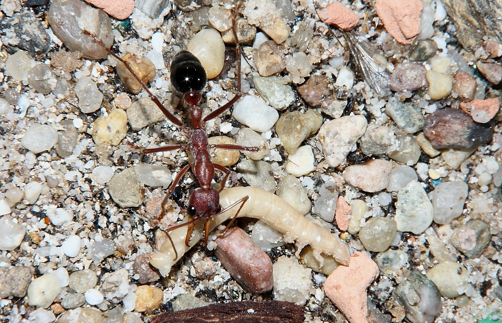 Myrmecia pavida mit Mehlkäferlarve 3