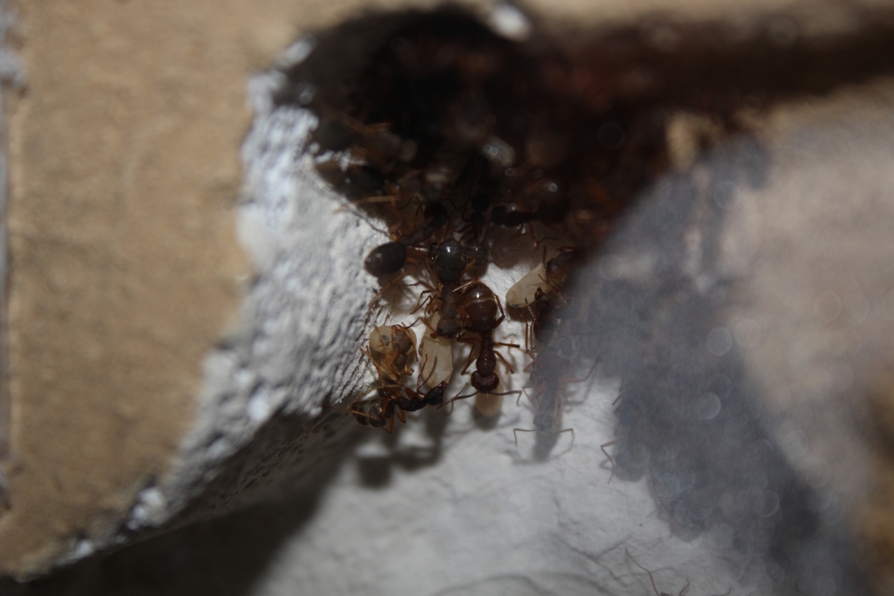 Nest Kammer 2