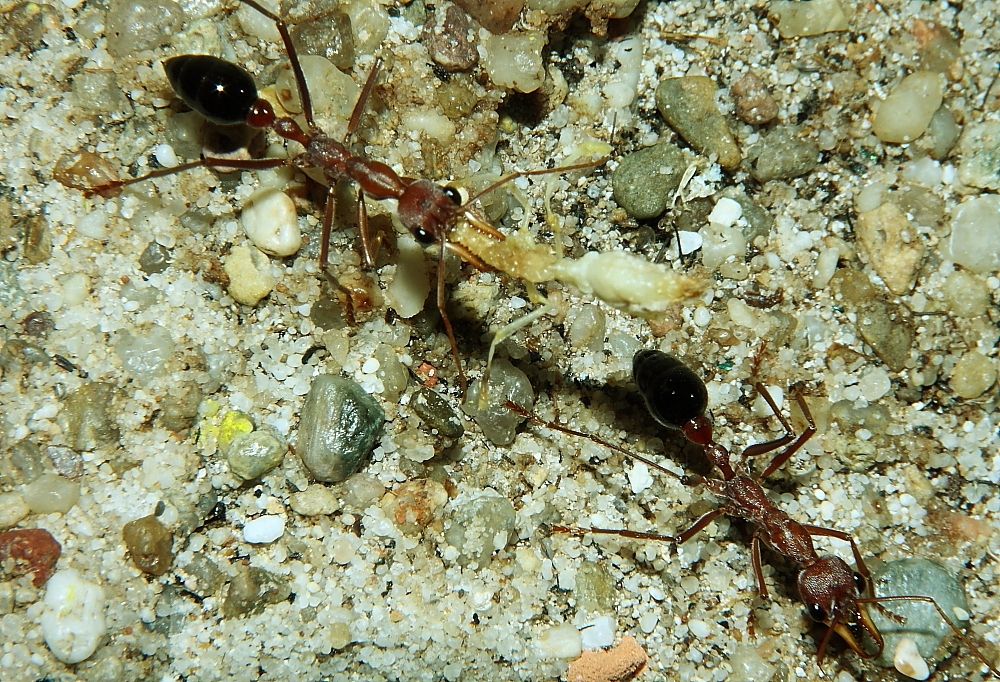 Myrmecia pavida entsorgen Puppe