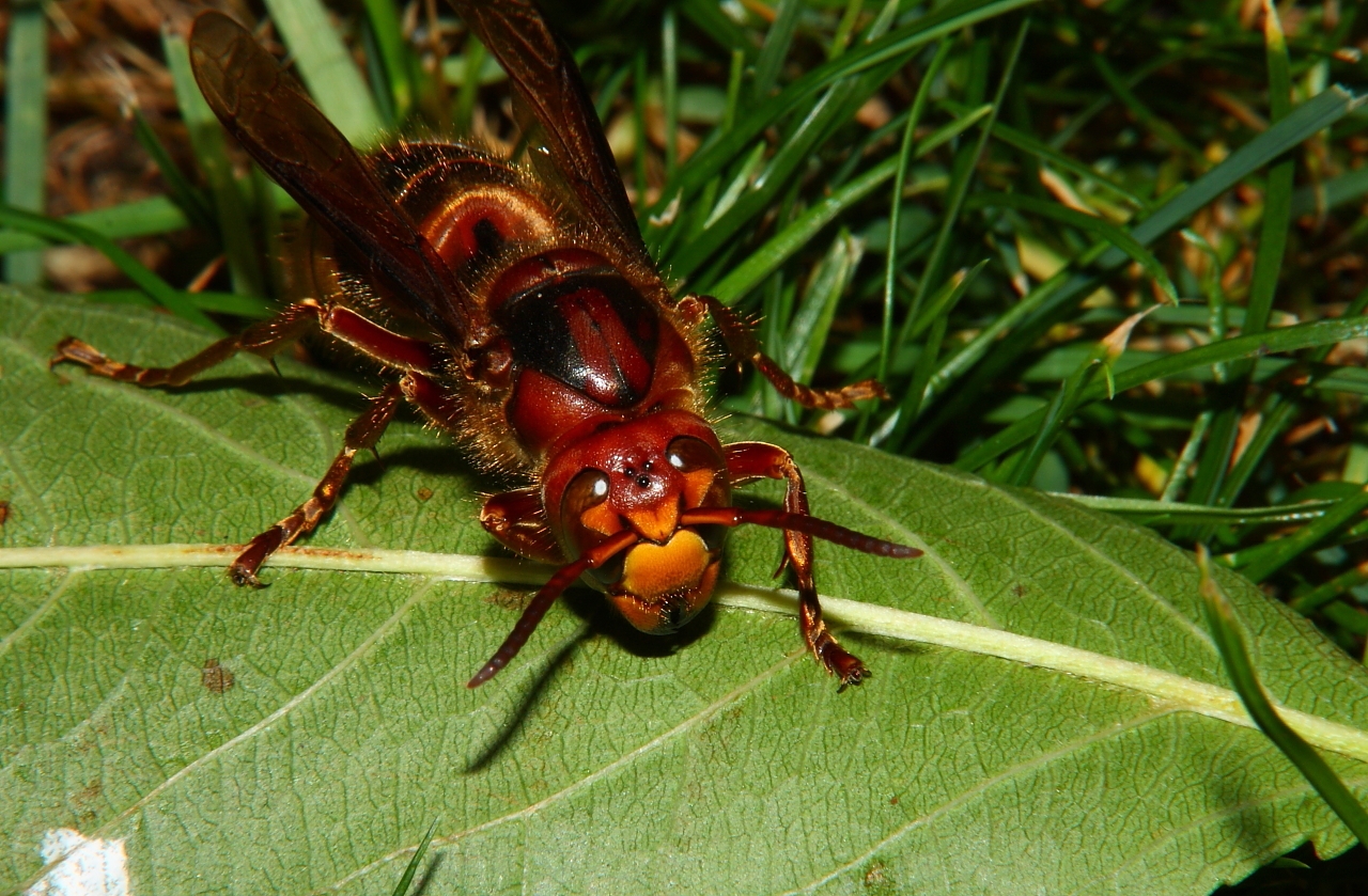 Hornissen Königin 3