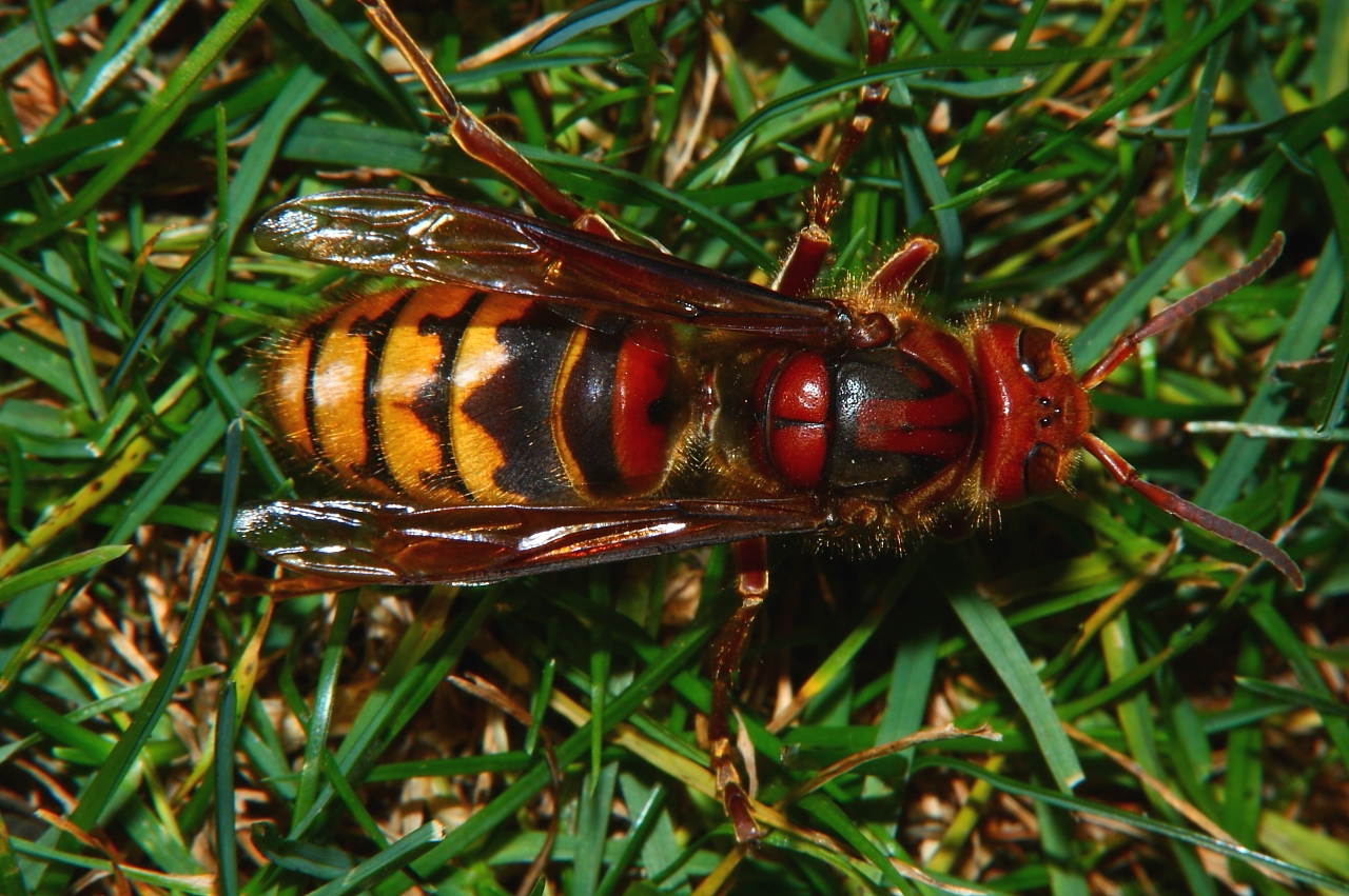 Hornissen Königin 1