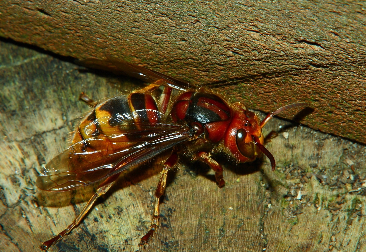 Hornissen Königin 4