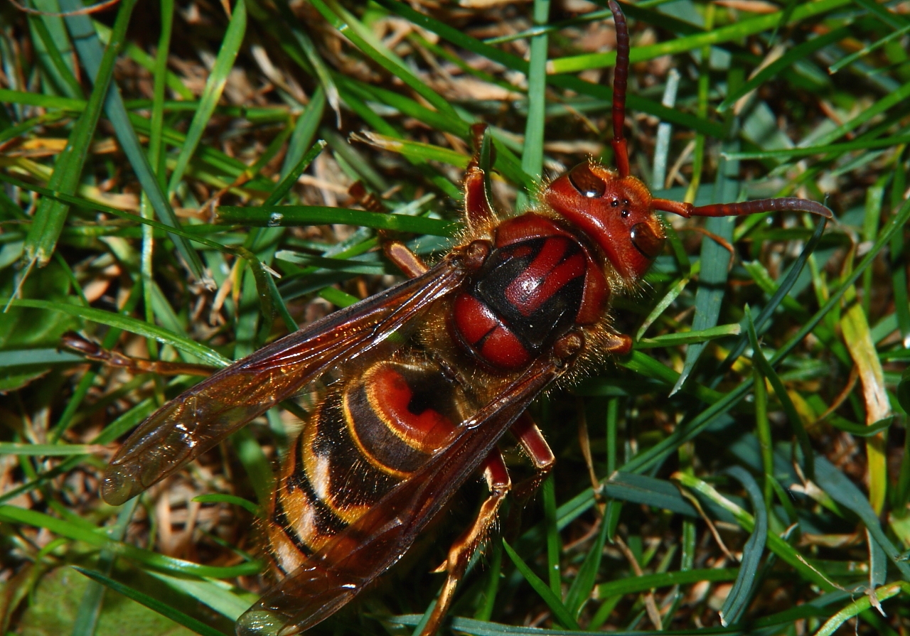 Hornissen Königin 2