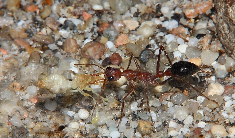 Myrmecia pavida entsorgen Puppe 1