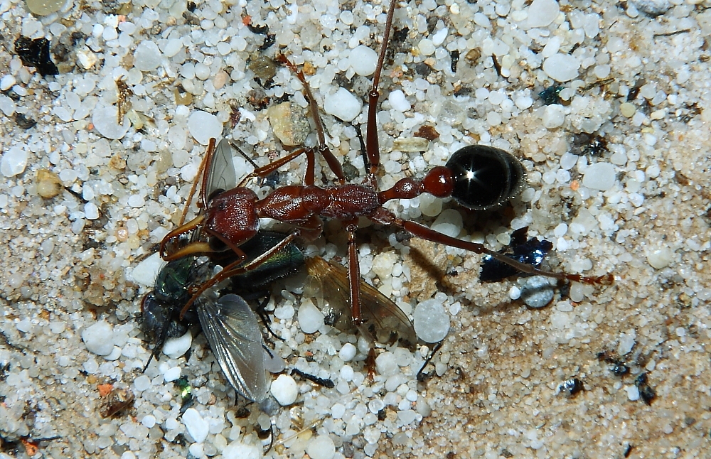 Myrmecia pavida mit Fliege