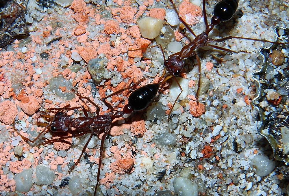 Myrmecia pavida Stachel