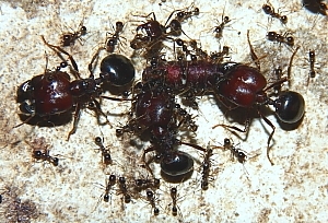 Carebara diversa