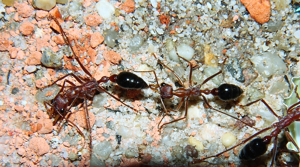 Myrmecia pavida Stachel  1