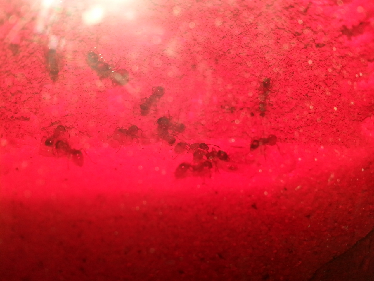 myrmica cf rubra (8)