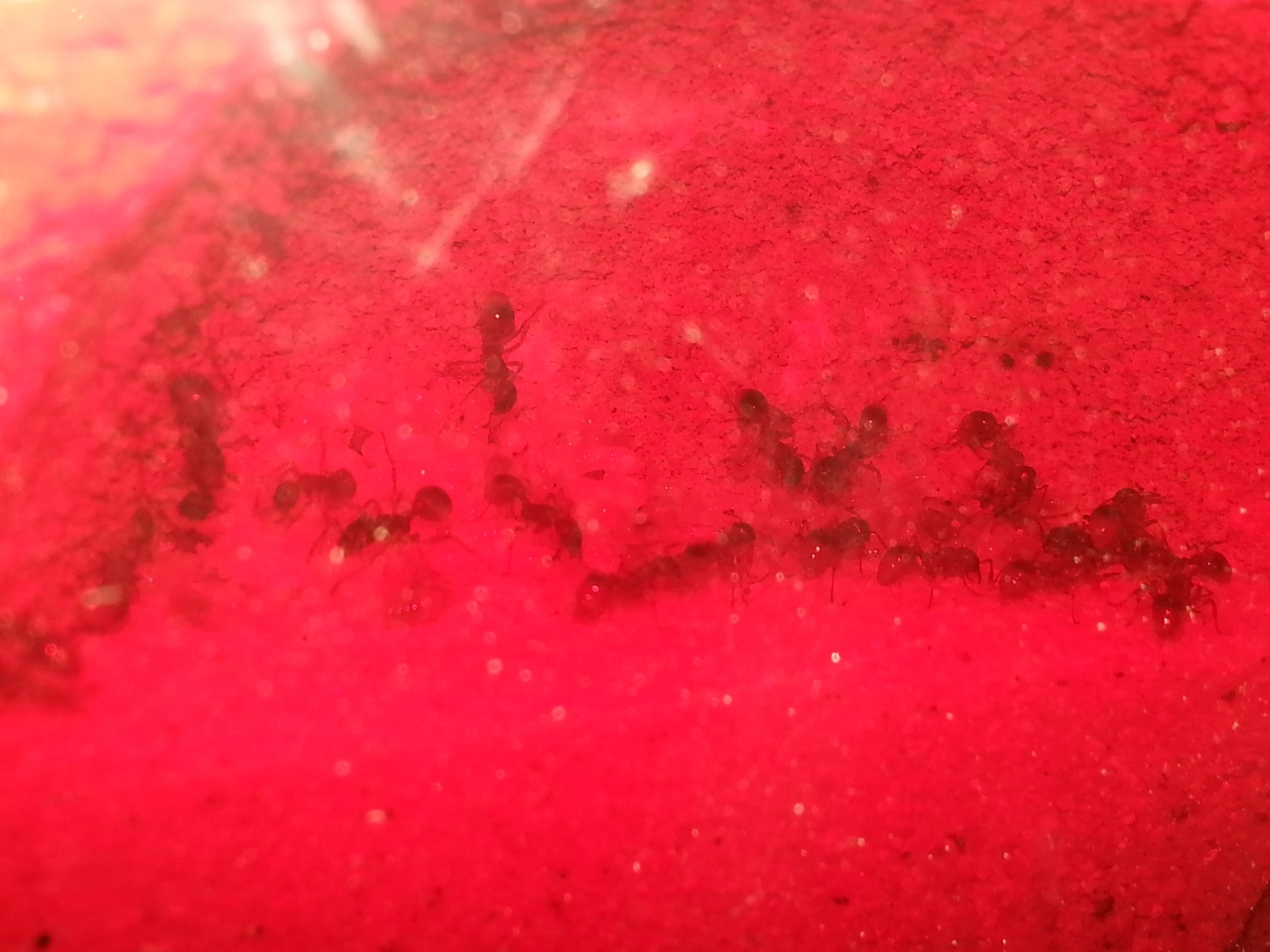 myrmica cf rubra (9)
