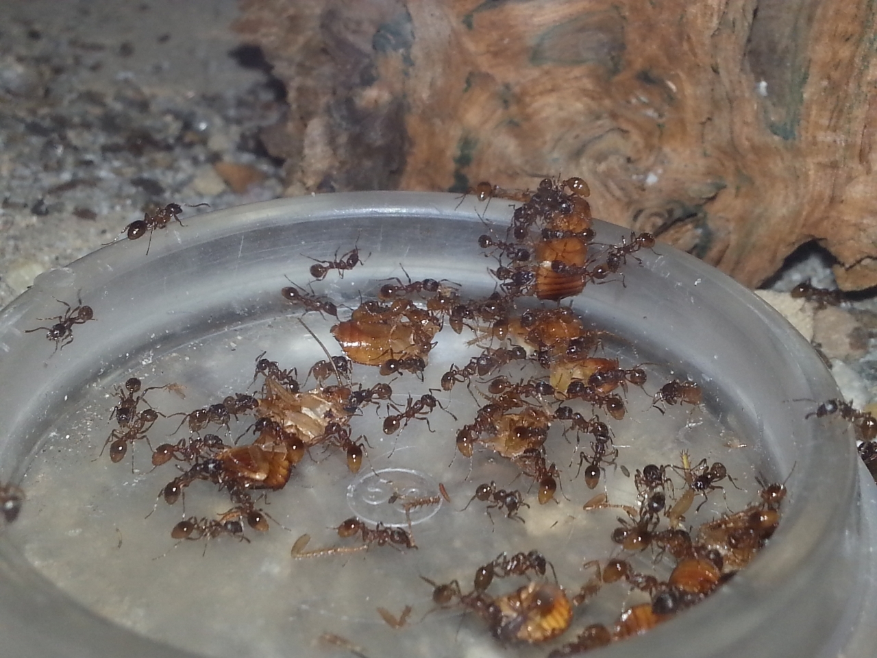 myrmica cf rubra (13)