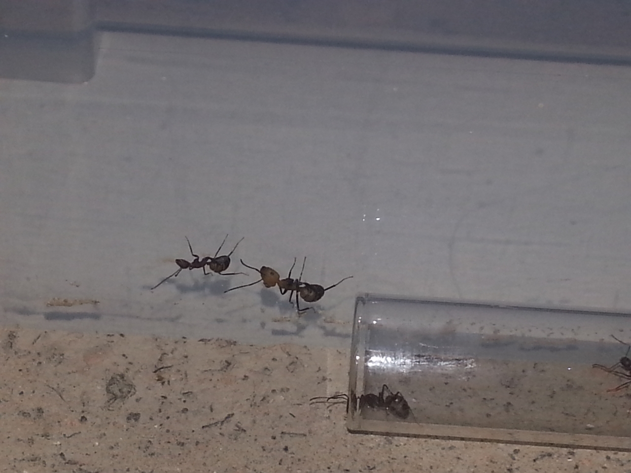 Camponotus nicobarensis (1)