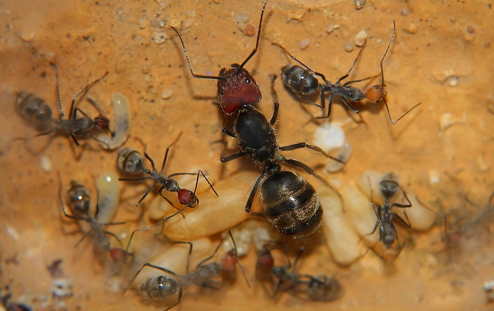 Camponotus singularis